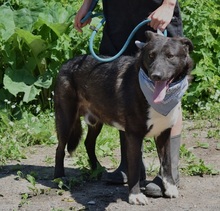 ALKAN, Hund, Mischlingshund in Slowakische Republik - Bild 2