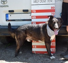 ALKAN, Hund, Mischlingshund in Slowakische Republik - Bild 4