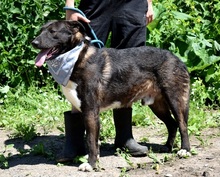 ALKAN, Hund, Mischlingshund in Slowakische Republik - Bild 5