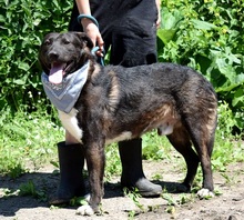 ALKAN, Hund, Mischlingshund in Slowakische Republik - Bild 8