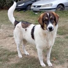 RUSSEL, Hund, Mischlingshund in Griechenland - Bild 2