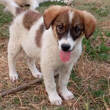 RUSSEL, Hund, Mischlingshund in Griechenland - Bild 4