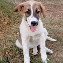 MILA, Hund, Mischlingshund in Griechenland