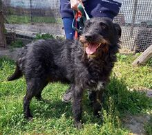 TADE, Hund, Puli-Mix in Ungarn - Bild 1