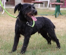 TADE, Hund, Puli-Mix in Ungarn - Bild 10