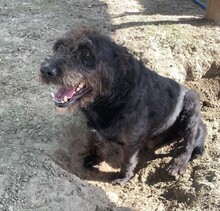 TADE, Hund, Puli-Mix in Ungarn - Bild 2