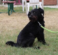 TADE, Hund, Puli-Mix in Ungarn - Bild 7