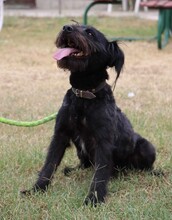 TADE, Hund, Puli-Mix in Ungarn - Bild 8