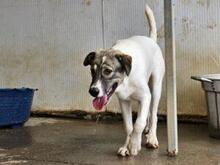 GAEL, Hund, Mischlingshund in Italien - Bild 2