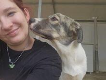 GAEL, Hund, Mischlingshund in Italien - Bild 23