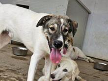 GAEL, Hund, Mischlingshund in Italien - Bild 24
