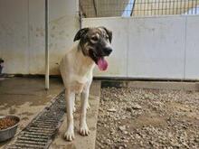 GAEL, Hund, Mischlingshund in Italien - Bild 25