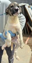 GAEL, Hund, Mischlingshund in Italien - Bild 26