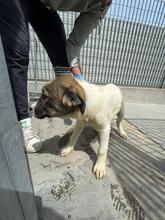 GAEL, Hund, Mischlingshund in Italien - Bild 27
