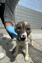 GAEL, Hund, Mischlingshund in Italien - Bild 28