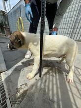 GAEL, Hund, Mischlingshund in Italien - Bild 29