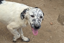 MARTE, Hund, Bretonischer Vorstehhund-Mix in Italien - Bild 1