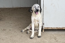 MARTE, Hund, Bretonischer Vorstehhund-Mix in Italien - Bild 2