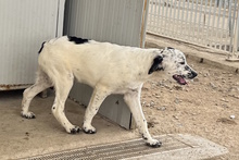 MARTE, Hund, Bretonischer Vorstehhund-Mix in Italien - Bild 3