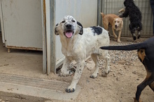 MARTE, Hund, Bretonischer Vorstehhund-Mix in Italien - Bild 4