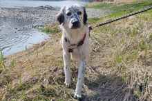 MARTE, Hund, Bretonischer Vorstehhund-Mix in Freising