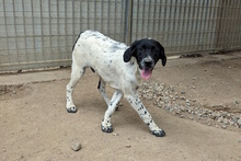 MUST, Hund, Bretonischer Vorstehhund-Mix in Italien - Bild 13