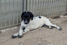 MUST, Hund, Bretonischer Vorstehhund-Mix in Italien - Bild 15