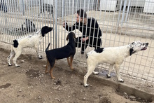 MUST, Hund, Bretonischer Vorstehhund-Mix in Italien - Bild 16