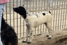 MUST, Hund, Bretonischer Vorstehhund-Mix in Italien - Bild 18
