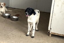 MUST, Hund, Bretonischer Vorstehhund-Mix in Italien - Bild 19