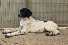 MUST, Hund, Bretonischer Vorstehhund-Mix in Italien - Bild 21