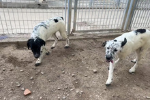 MUST, Hund, Bretonischer Vorstehhund-Mix in Italien - Bild 22
