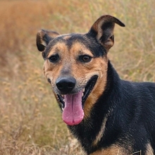 LENNY, Hund, Deutscher Schäferhund-Mix in Spanien - Bild 1