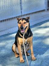 LENNY, Hund, Deutscher Schäferhund-Mix in Spanien - Bild 13