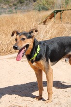 LENNY, Hund, Deutscher Schäferhund-Mix in Spanien - Bild 14