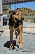 LENNY, Hund, Deutscher Schäferhund-Mix in Spanien - Bild 2