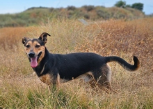 LENNY, Hund, Deutscher Schäferhund-Mix in Spanien - Bild 3