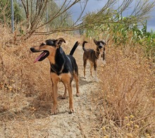 LENNY, Hund, Deutscher Schäferhund-Mix in Spanien - Bild 4