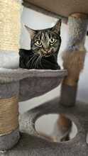 BANGKOK, Katze, Abessinier in Spanien - Bild 7