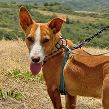 POLLUX, Hund, Podengo Portugues in Spanien - Bild 1