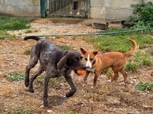 POLLUX, Hund, Podengo Portugues in Spanien - Bild 10