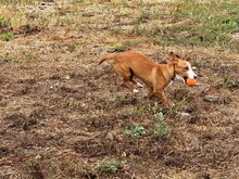 POLLUX, Hund, Podengo Portugues in Spanien - Bild 11