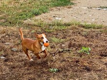 POLLUX, Hund, Podengo Portugues in Spanien - Bild 12