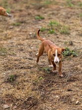 POLLUX, Hund, Podengo Portugues in Spanien - Bild 13