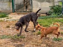 POLLUX, Hund, Podengo Portugues in Spanien - Bild 14