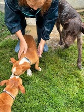 POLLUX, Hund, Podengo Portugues in Spanien - Bild 15