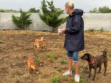 POLLUX, Hund, Podengo Portugues in Spanien - Bild 16