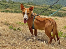 POLLUX, Hund, Podengo Portugues in Spanien - Bild 2