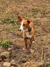 POLLUX, Hund, Podengo Portugues in Spanien - Bild 3