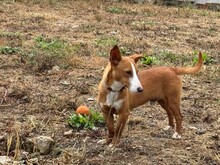 POLLUX, Hund, Podengo Portugues in Spanien - Bild 4